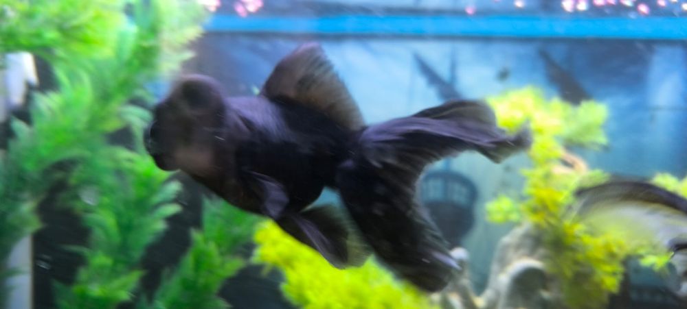 Продам телескопа аквариумного