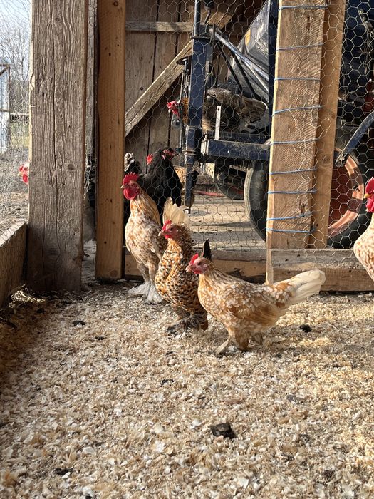 Găini pitici mii de flori