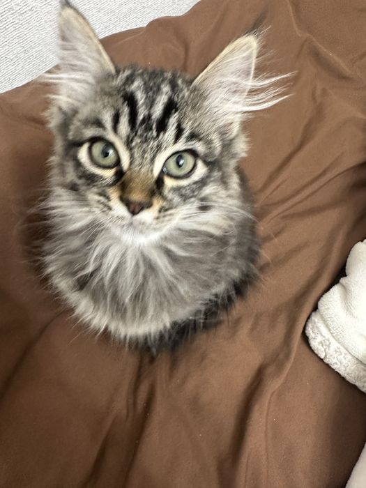 Котенок девочка