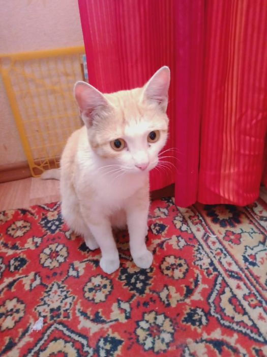 Котик в добрые руки