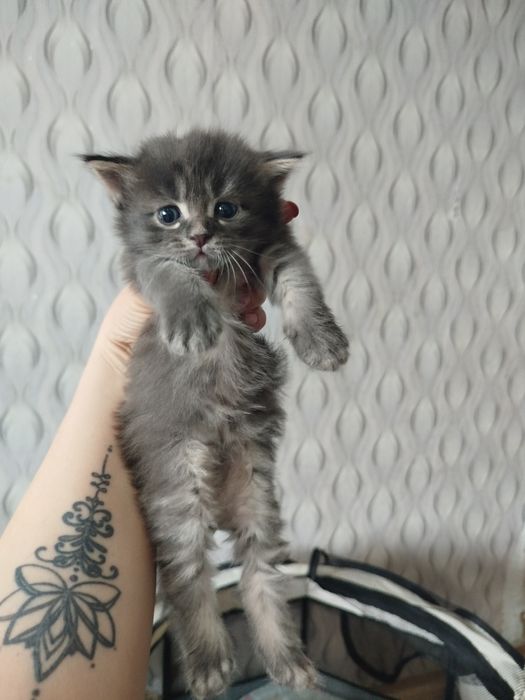 Открыта бронь на котят.