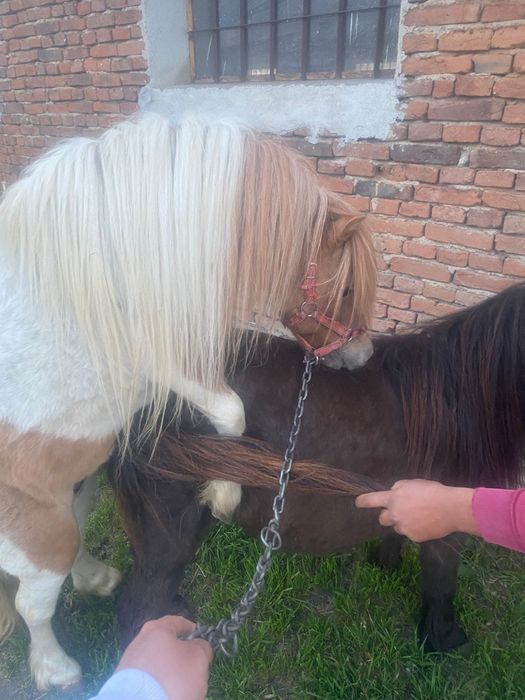 Vând poenita cu mânzut