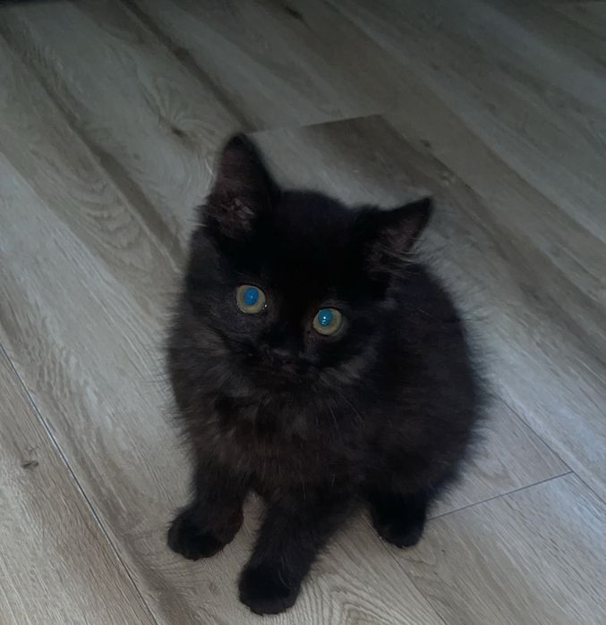 Ласковый котёнок ищет добрый дом