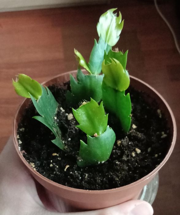 Декабрис(Розовый)