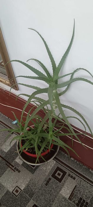 Aloe Arborescens Elixir BIO (6 ANI) Ideală Rețeta AOIA