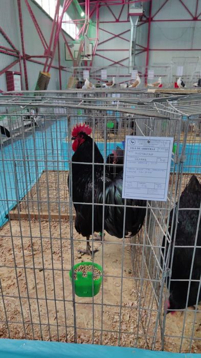 Ouă de incubat, pui australorp