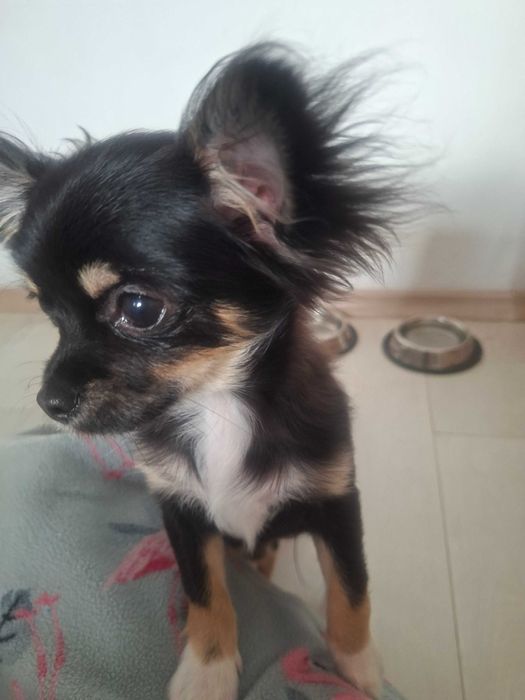 Чихуахуа момиче мини