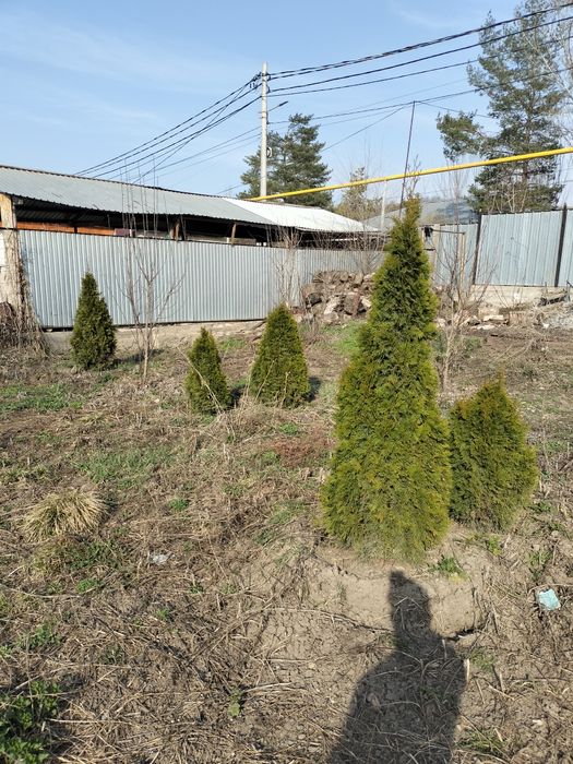 Туи смаракта пирамида не дорого