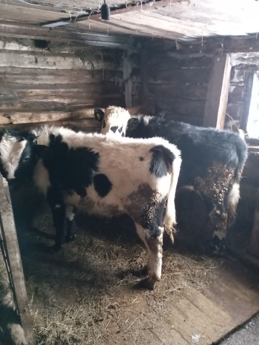 Продам телят 10 голов оптом