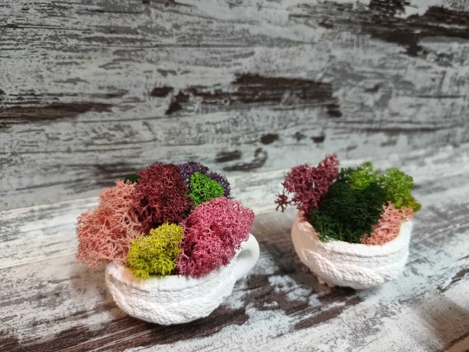 Гипсови чашки със скандинавски мъх