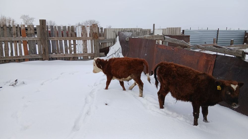 Продам телят бычков 2 головы