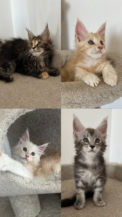 Котята продажа бронь питомник Мейн-Кун