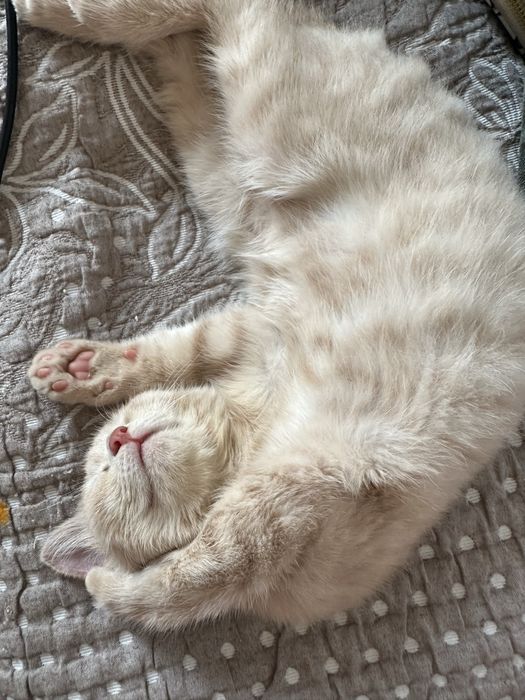 Котенок 6мес мальчик