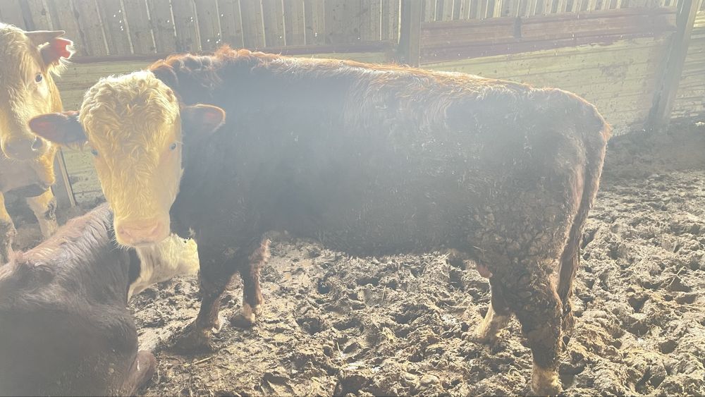 Buqa sotiladi nasldor