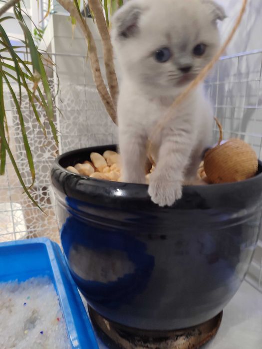 Клепоухо момченце