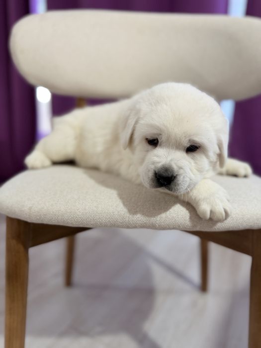 Продается лабродор