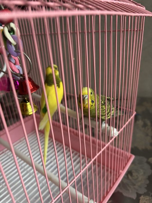 Продам волнистых попугаев