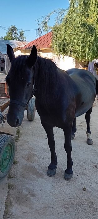 Vând iapa vârstă 7 ani corcitura frizian