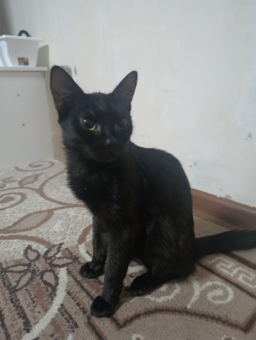 Отдам котенка(м)
