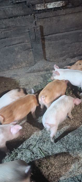 Продам поросят 2 мес.