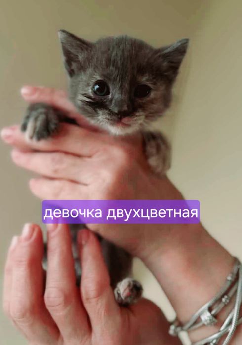 Красивые котята в хорошие руки