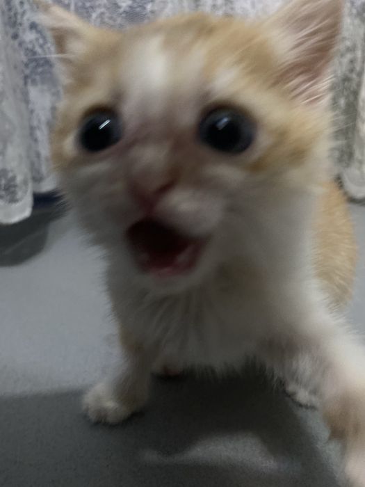 Отдам котенка в добрые руки