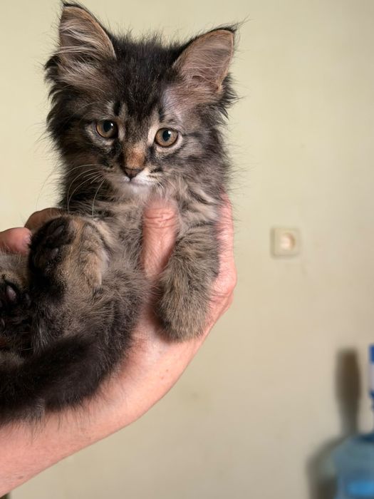 Отдам котенка в добрые руки