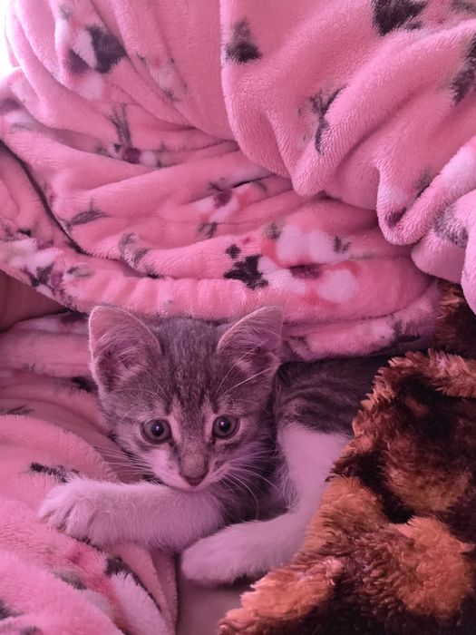 Котенок девочка .