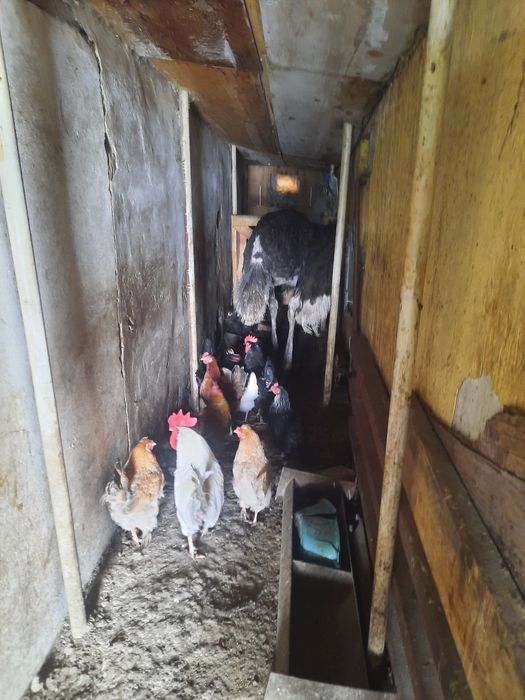 Продам домашних птиц