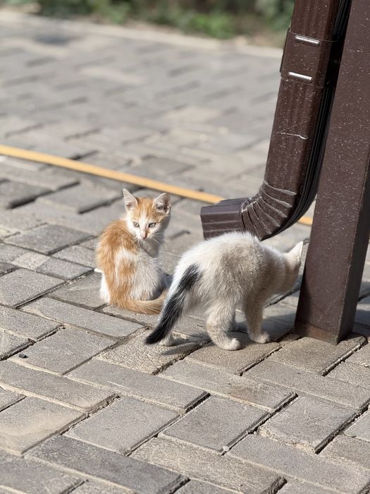 Отдам котят в добрые руки