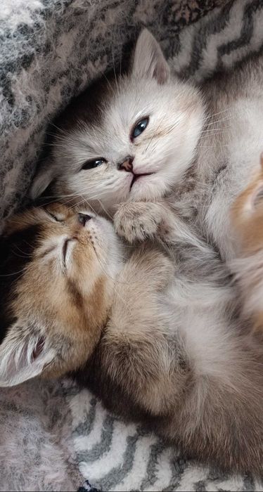 Подаются британские короткошёрстные котята