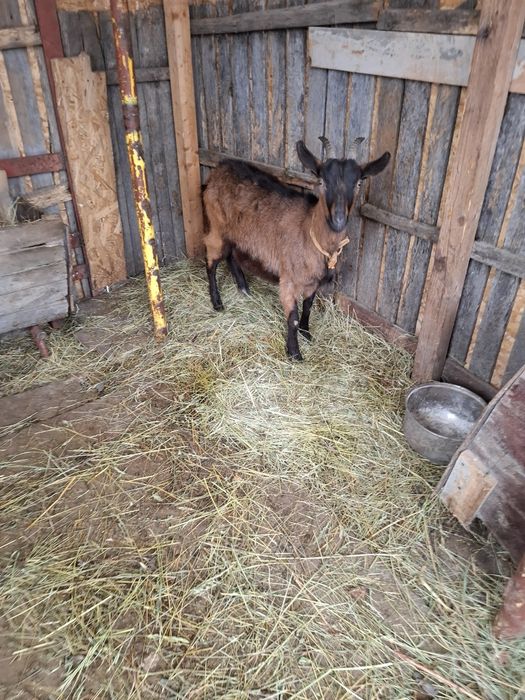 La vânzare 2 capre gestante și un țap