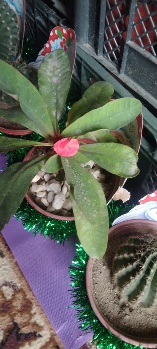 Кактусы и сукулент новогодние подарки