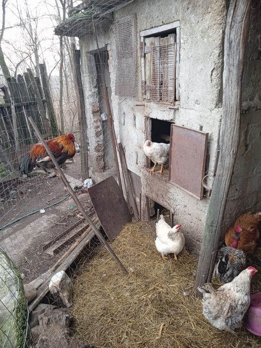 Se vând păsări de curte crescute bio