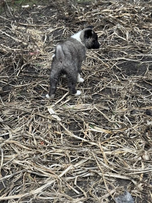 Американска Акита – 2 месеца