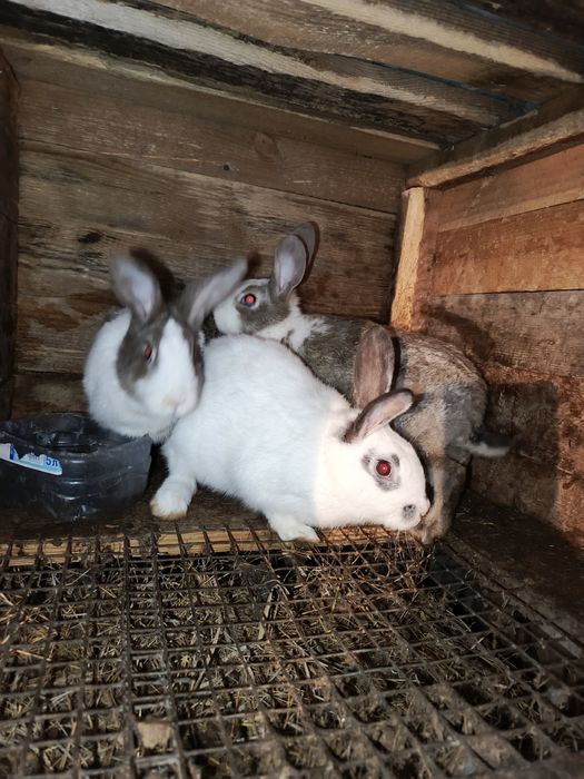 Продам кроликов 4