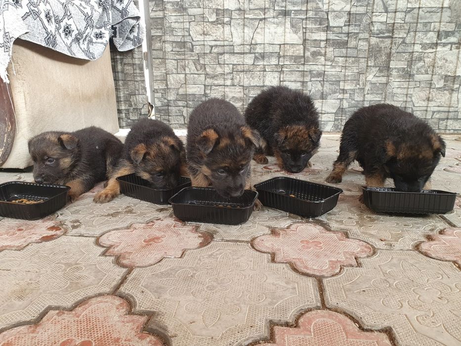 Продам щенят овчарки