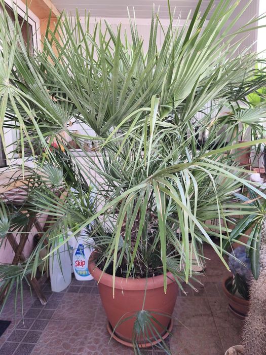 палма., многогодишна, Бенджамин