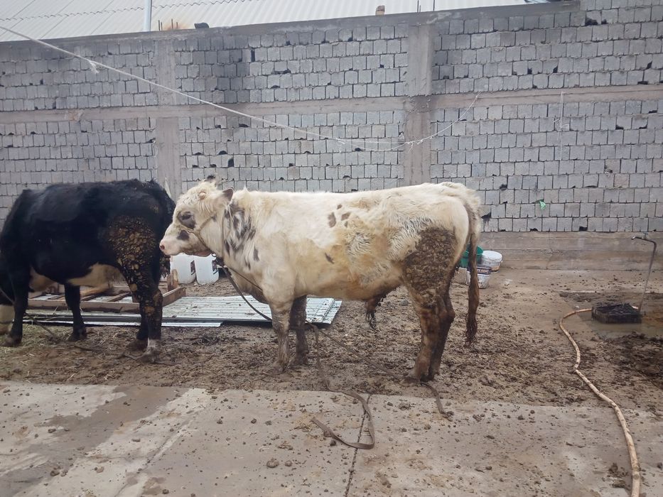 Осы бука сатилади 780минг