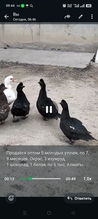 Продам индоуточек