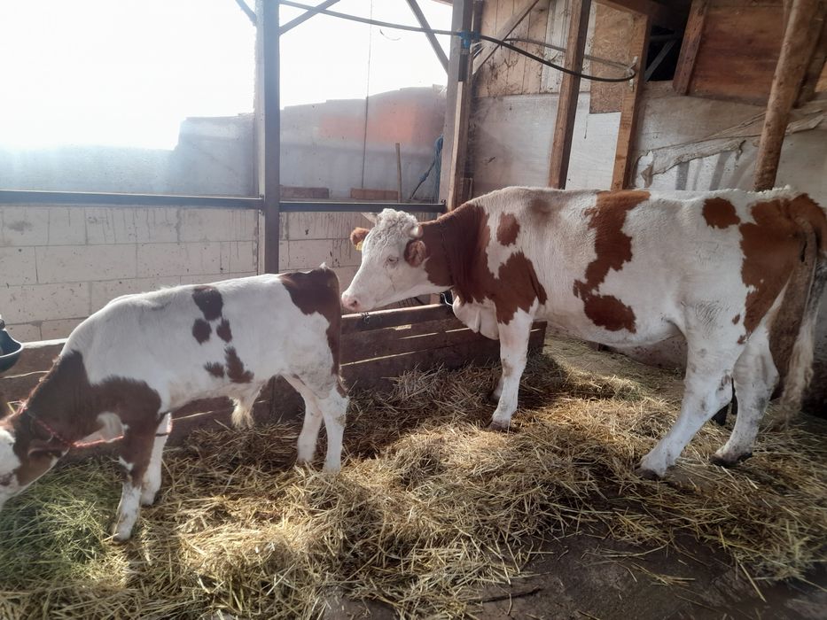 Vaca baltata românească de vanzare