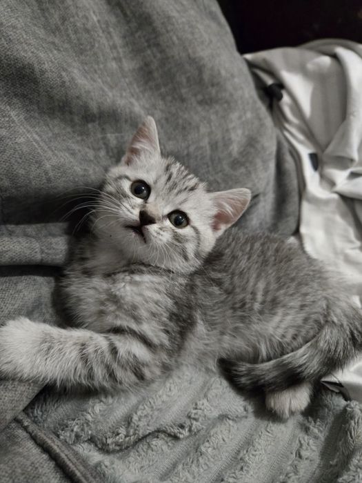 Бринаский котенок девочка британец