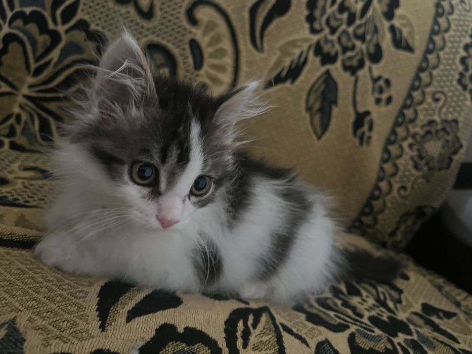 Котенок малтчик