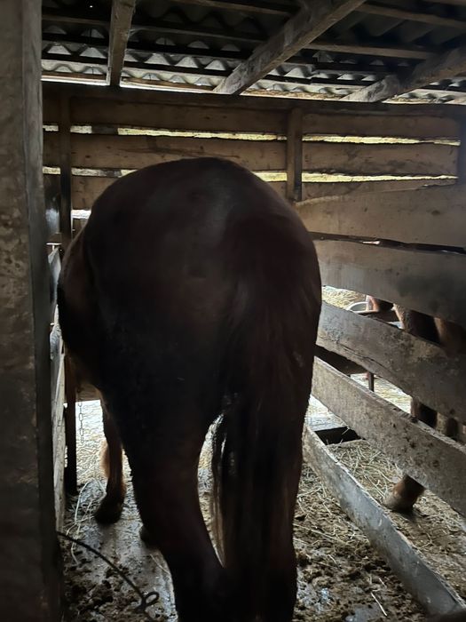 Продам Байталов и Кунанов