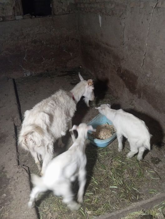 Продам казу с козлятами