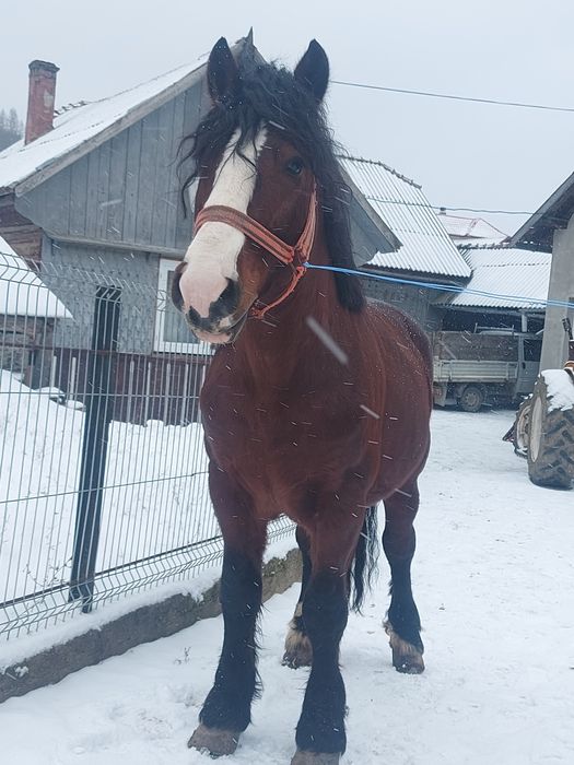 Vând armăsar blând
