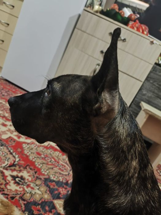 Отдаём щенков стафорда в добрые руки