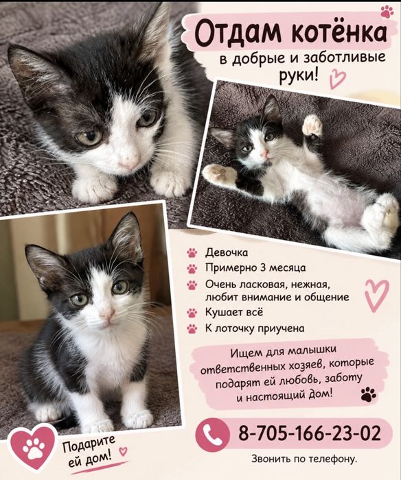 Отдам кошечку в добрые руки