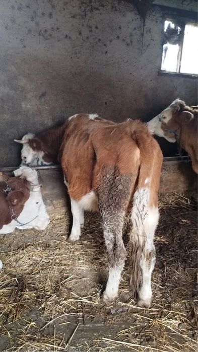 Vaca cu lapte + 2 juninci