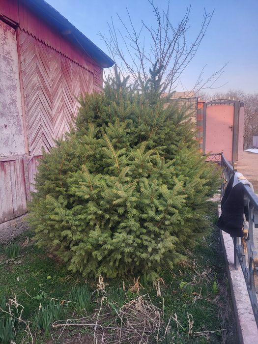 Продам две ёлки срочно